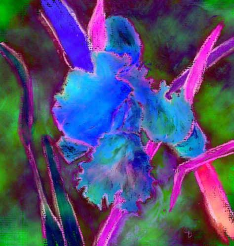 Blue Orchid from cristinabertrandcom